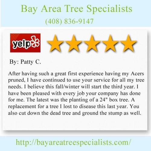 Arborist-Miami.jpeg