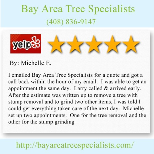 Tree-Removal-Miami-FL.jpeg