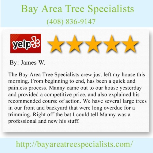 Tree-Service-Miami.jpeg