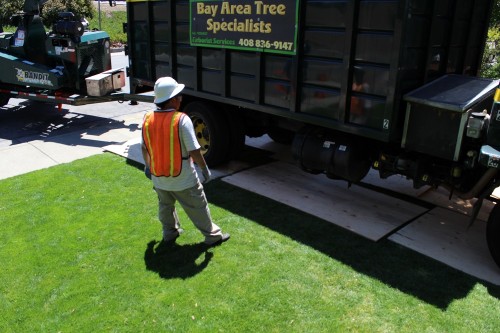 Arborist-Palo-Alto.jpeg