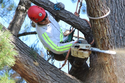 Arborist-San-Jose.jpeg