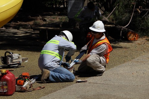 Bay Area Tree Specialists
490 S. California Ave
Palo Alto, CA, 94036
(650) 353-5671