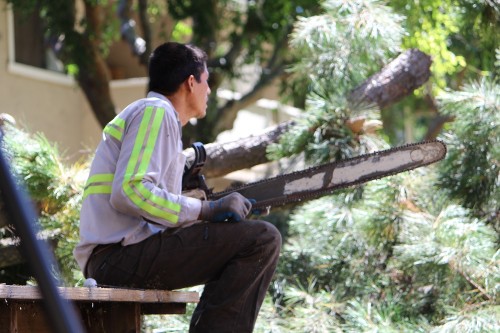 Tree-Removal-San-Jose.jpg