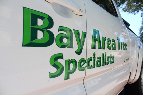 Bay Area Tree Specialists
490 S. California Ave
Palo Alto, CA, 94036
(650) 353-5671